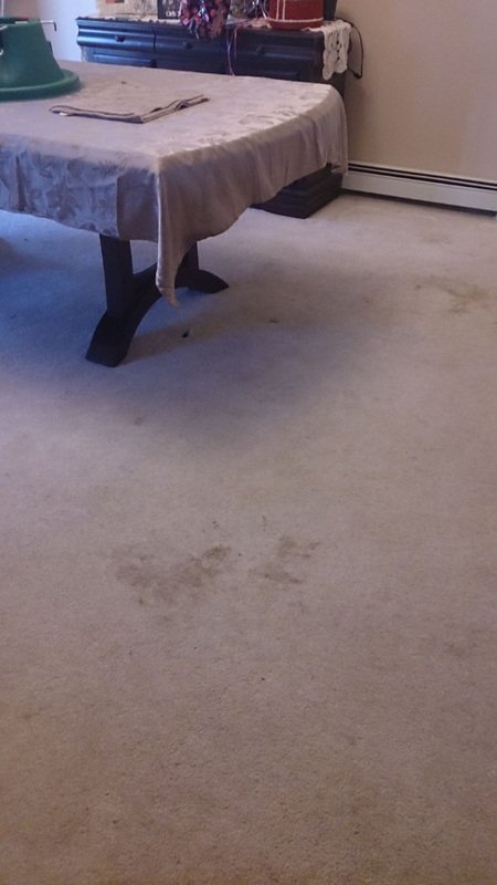 Carpet before cleaning