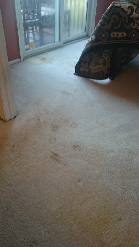 Carpet before cleaning